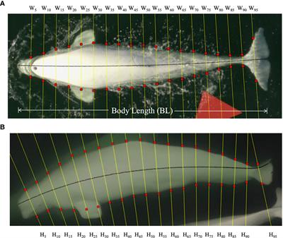 Scaled mass index derived from aerial photogrammetry associated with predicted metabolic pathway disruptions in free-ranging St. Lawrence Estuary belugas